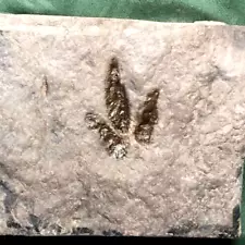 GREAT BABY DINOSAUR FOOTPRINT TRACK FOSSIL GRALLATOR NJ 200 MYO!!!