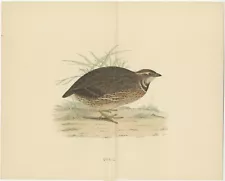 Original Antique Print of a Quail, with Centre Fold