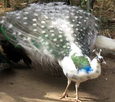 *5* Variety Pack Peacock Hatching Eggs! *Pre-Sale* *NPIP*