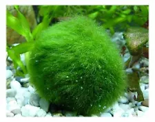 Marimo Moss 3 Balls 0.5 inch (1.3cm) (Cladophora) Live Plant Aquarium In USA