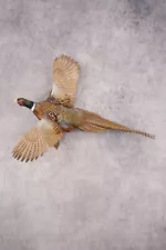 Ring Necked Pheasant SKU 2962