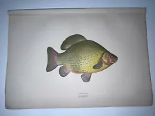 Couch 1877 Original Hand Colored Engraving British Fishes Superb Crucian Carp