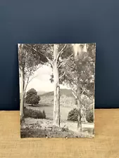 LARGE VINTAGE PHOTOGRAPH - AUSTRALIAN EUCALYPTUS TREE - AUSTRALIA - NATURE