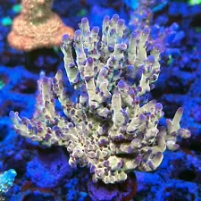 Sun Thirstysreef Live Acropora Coral OG Avenger 3/4 Inch