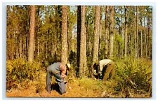 Postcard Chipping a Pine Tree for Gum and Resin Pearson GA Georgia