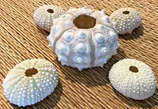 5 URCHIN SEA SHELLS - GREAT FOR CRAFTING!