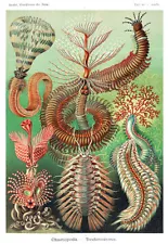 Chaetopoda-Borstenwürmer - Bristle Worms - 1904 - Illustration Poster