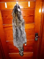 HUGE BEAUTIFUL tanned RACCOON 4 FEET CLAWS FUR PELT TAXIDERMY R8 CABIN HAT DECOR