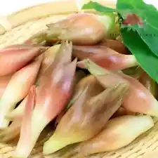 50 Seeds Myoga Japanese Ginger Zingiber Mioga Deciduous Herbaceous Perennial