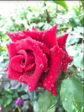 2 Rooted Cuttings Red Rose Flower Flowering Plant Fragrant