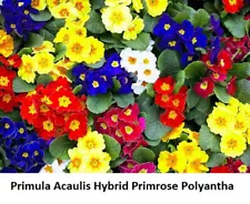 primrose plants for sale