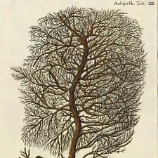 Rare 1791 Johannes Esper Hand-Colored Engraving of CORALS, Antipathes Tab. II