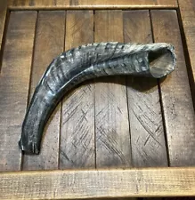 Amazing Ram Horn Shofar