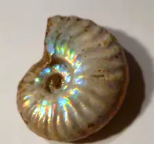 TRUE IRIDESCENT AMMOLITE AMMONITE FOSSIL 76cts Cleoniceras Species 36mm