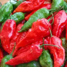 bhut jolokia pepper plants for sale