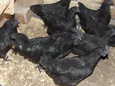 10+ Ayam Cemani chicken hatching eggs 