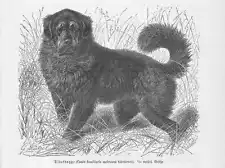 Tibetan Mastiff Wood Engraving from 1890