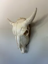 Real Bison Skull - American Bison / Buffalo