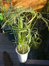 (4) Cyperus Umbrella Papyrus Grass Palm Alternifolius Pond Plants