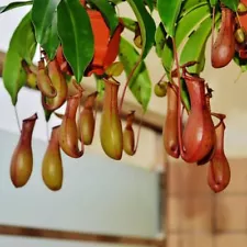 Nepenthes Veitchii * Veitch's Pitcher seeds * Extremely Rare 100 Seeds