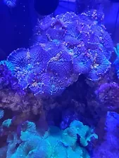 Sunkist Bounce Mushroom Coral Live Rock Colony 15+ Mushroom Rock