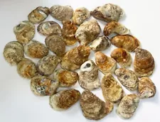 Large Oyster Shells for Crafts &Decor, No Holes/Cracks, Non-Sharp, 3"- 5" Length