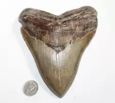 MEGALODON Shark Tooth Fossil Natural No Repair 5.94" HUGE COMMERCIAL GRADE