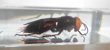 Murder Hornet Asian Giant Tiger Hornet in Clear Block Education Insect Specimen