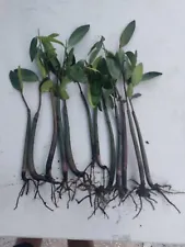 25 Red mangrove plants 10-15" Long LEAVES root ð AQUARIUM propagules saltwater