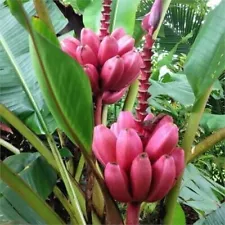 Dwarf Mini Rare Banana Tree Seeds Bonsai Seed Exotic Home Garden Plants100 Seeds