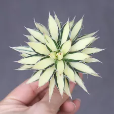 8cm 1PCS Cactus Agave Schidigera 'Shira Ito No Ohi Nakafu' Beautiful Rare Cactus