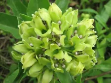 green (spider) milkweed (Asclepias viridis)—50 seeds ($3.00)