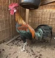 gamefowl eggs for sale on ebay