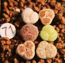 6CS Sale 1cm 3 leaf Succulent Live Plant Lithops Kikusiyo Gracilidelineata