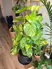 10" pot - 3ft tall Giant Hawaiian Pothos- Exact Plant!