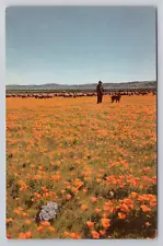 Postcard Spring Wild Flower Season In Kern County California