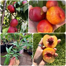 Grafted Peach Tropical fruit tree 3-4ft