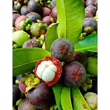 Grafted MANGOSTEEN Tropical Fruit Tree-Fast Shipping (100%Guarantee)