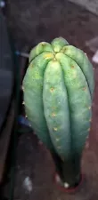 San Pedro Cactus