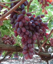 CRIMSON SEEDLESS GRAPES 3 BAREROOTED PLANTS