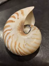 NATURAL CHAMBERED NAUTILUS "A CLASSIC COLLECTIBLE" (114.3mm)