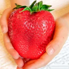 200 Giant Strawberry Seeds Edible For Home Garden Plants Fruits Seed