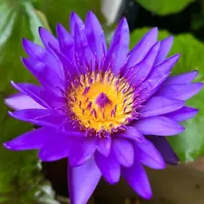 Lady Blue Tropical Waterlily Live Freshwater Plants Pond Decoration Flower