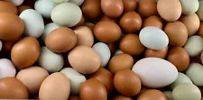 Cage free, organic, farm fresh, 24 chicken eggs for $12, 3 goose eggs for $12