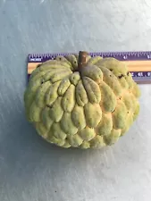 10 Organic Sugar Apple tree seeds / Sweetsop / Custard apple “Annona Squamosa”