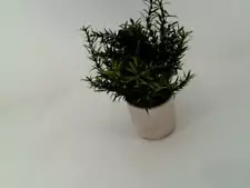 Velener Rosemary Plant Color Kelly Green