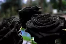 black roses seeds for sale