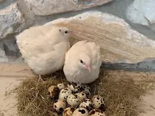 16+ Fertile Hatching Eggs Quail Coturnix JUMBO White Texas A&M