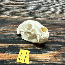 Real XL Badger Skull Unique Gift Halloween Craft Animal Mount Art Model Head Odd