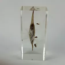 Vintage Milkweed Pod & Seeds Specimen Lucite paperweight Artist Signed W Rolfe